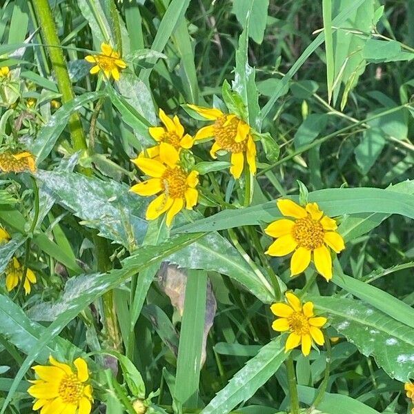 Bidens cernua ফুল