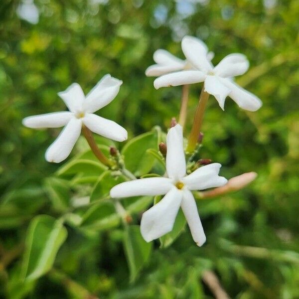 Jasminum fluminense फूल