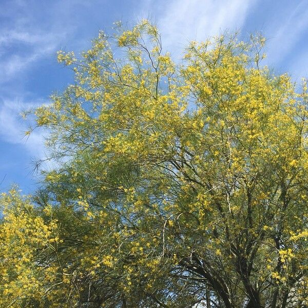 Parkinsonia aculeata Natur