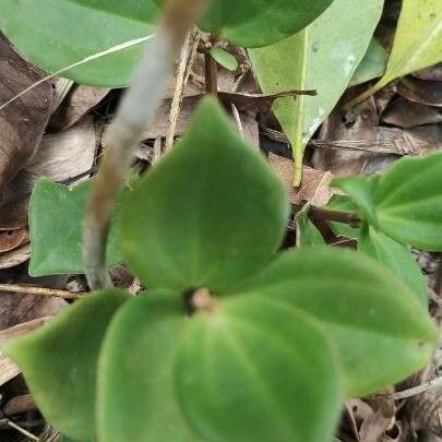 Peperomia pecuniifolia Hostoa