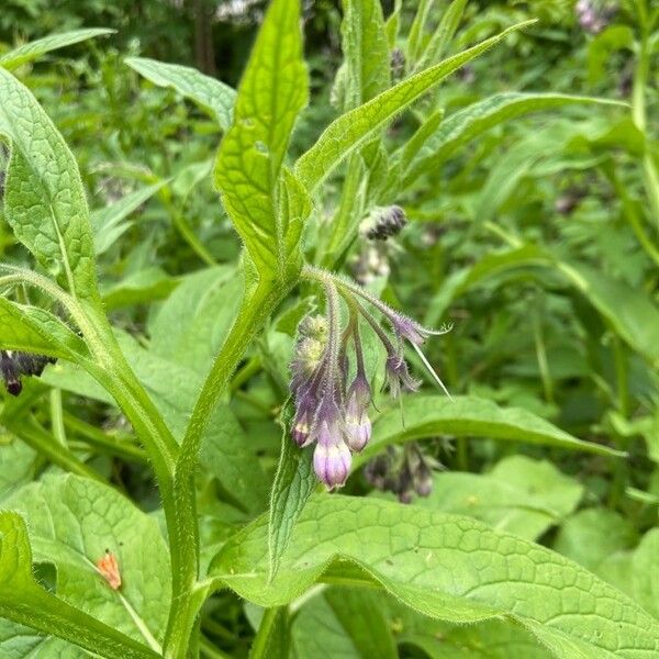 Symphytum officinale Flower