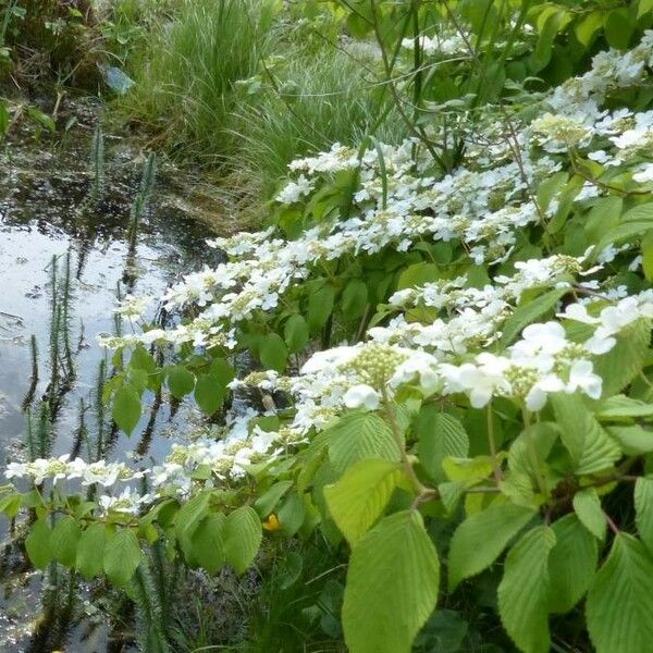 Viburnum plicatum Листок