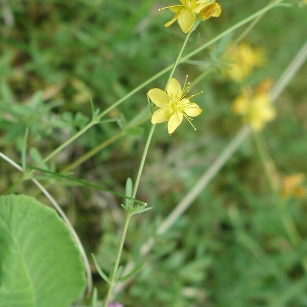 Hypericum linarioides Квітка