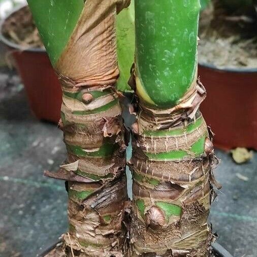 Alocasia cucullata Casca