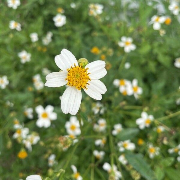 Bidens alba Flower