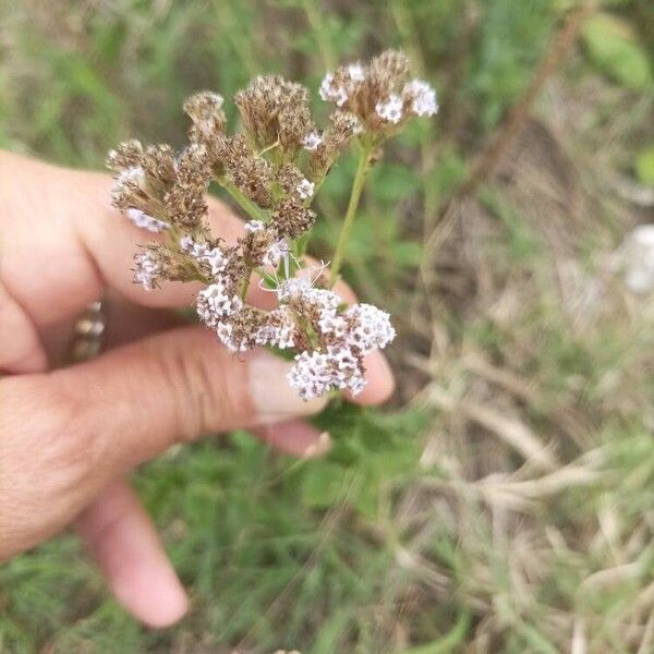 Chromolaena hirsuta Flower