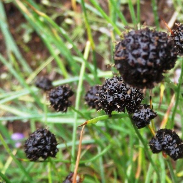 Juncus mertensianus Fruit