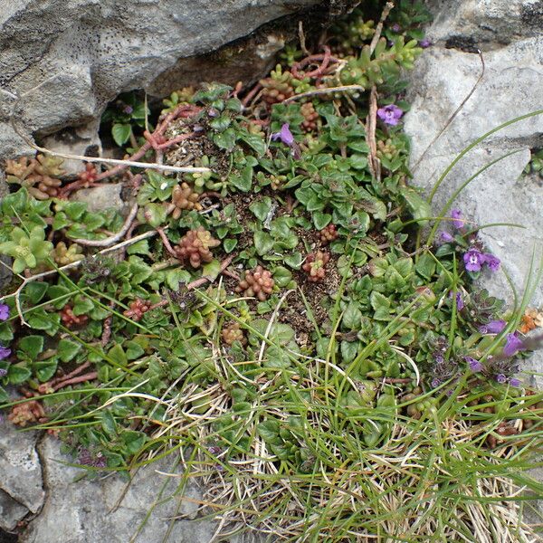 Clinopodium alpinum Vivejo