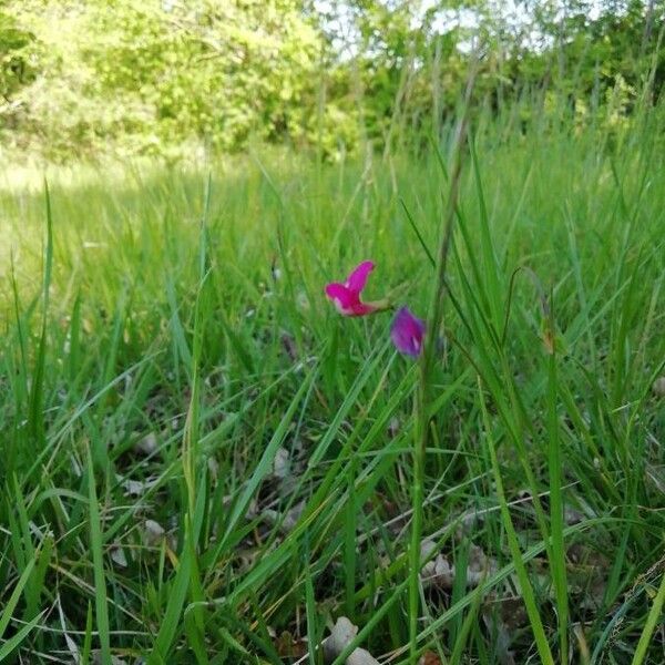 Lathyrus nissolia ᱵᱟᱦᱟ