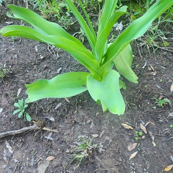 Crinum macowanii List