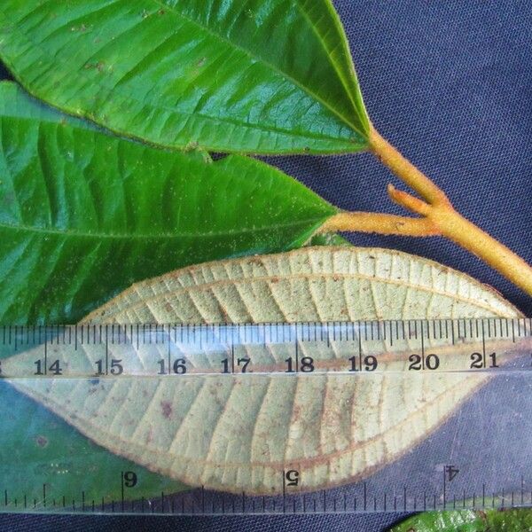 Miconia astroplocama