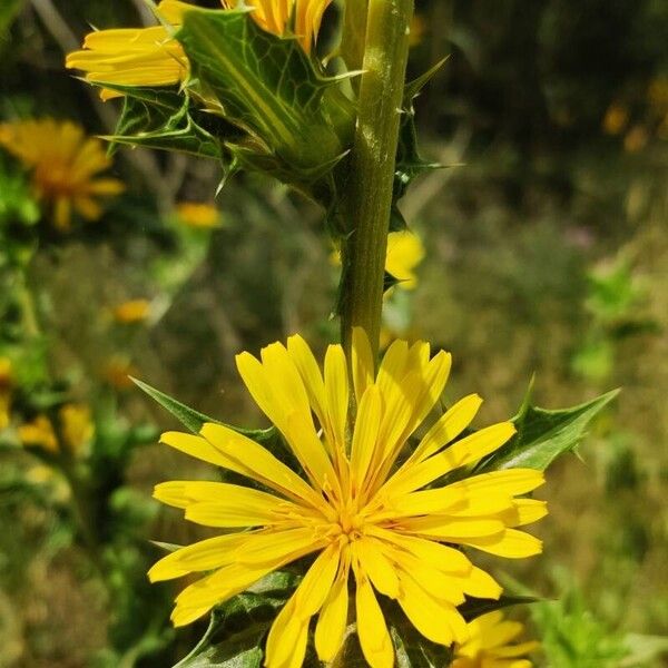 Scolymus hispanicus Blomst