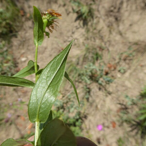 Pentanema salicinum Кора