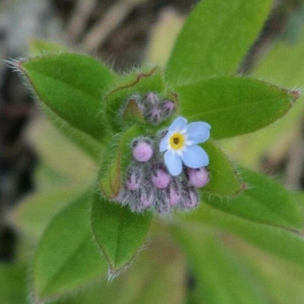 Myosotis arvensis Õis