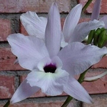 Laelia rubescens Floare