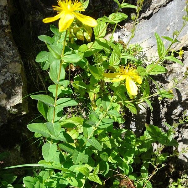 Hypericum richeri 整株植物