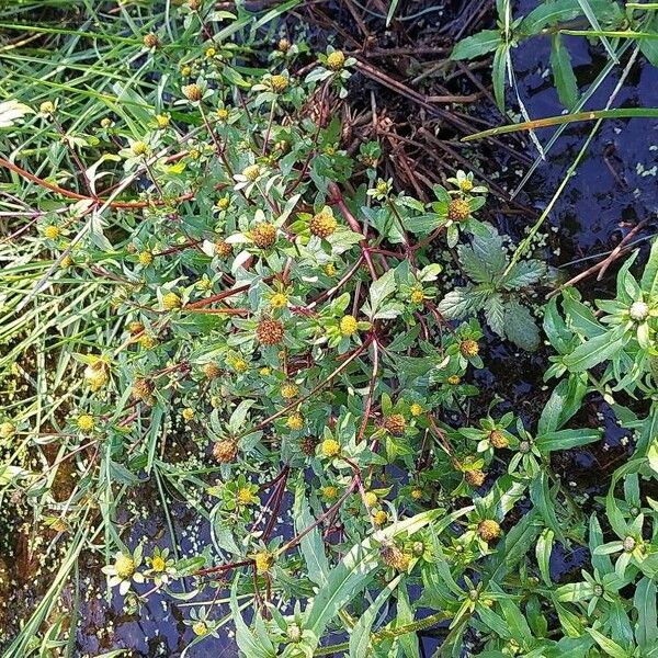 Bidens tripartita Blomst