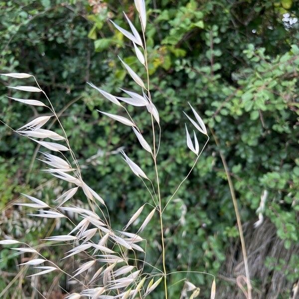 Avena sterilis Leaf