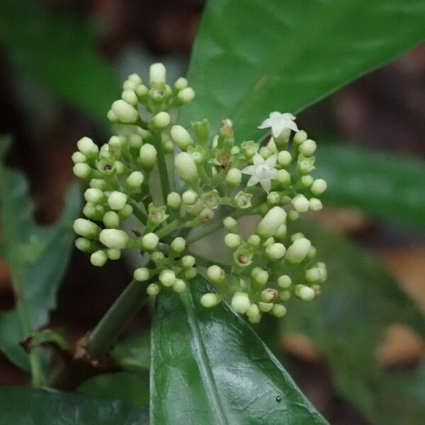 Eumachia sciadephora 花