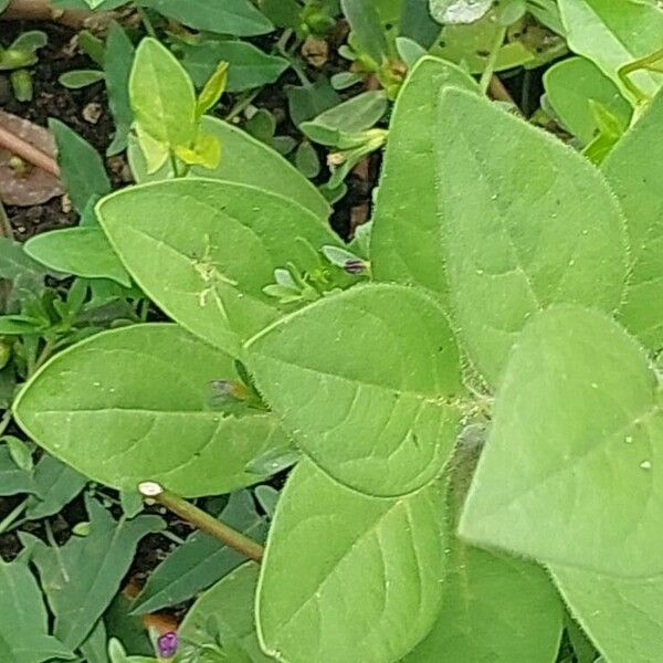 Petunia axillaris Fuelha