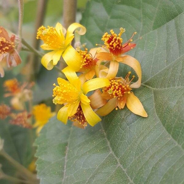 Grewia asiatica Квітка