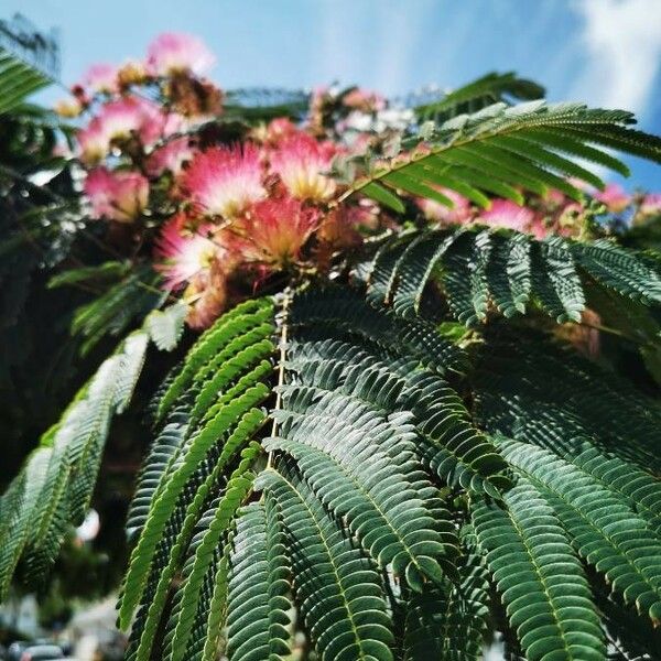 Albizia julibrissin Folla