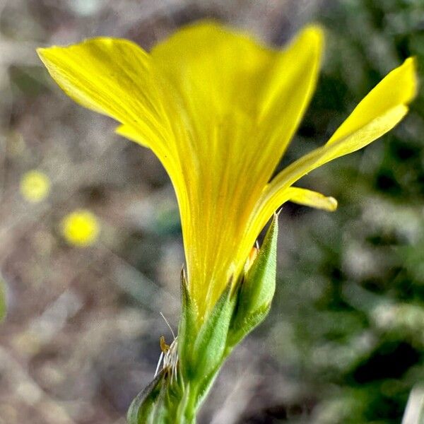 Linum maritimum Flower