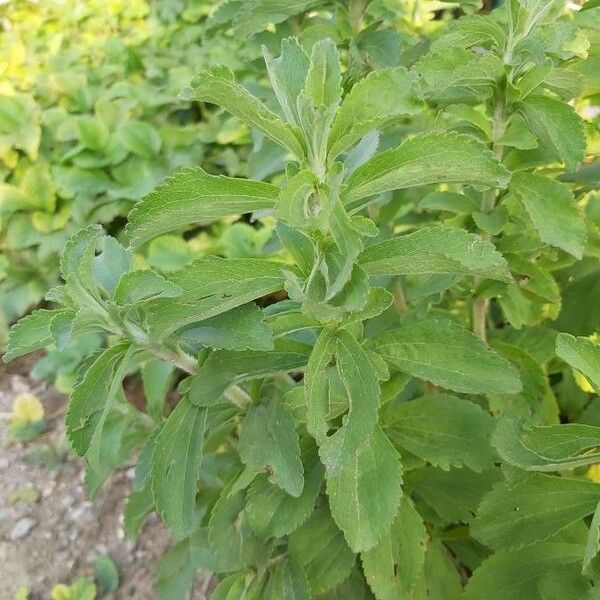 Stevia rebaudiana Foglia