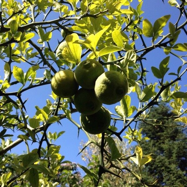 Citrus trifoliata Fruit