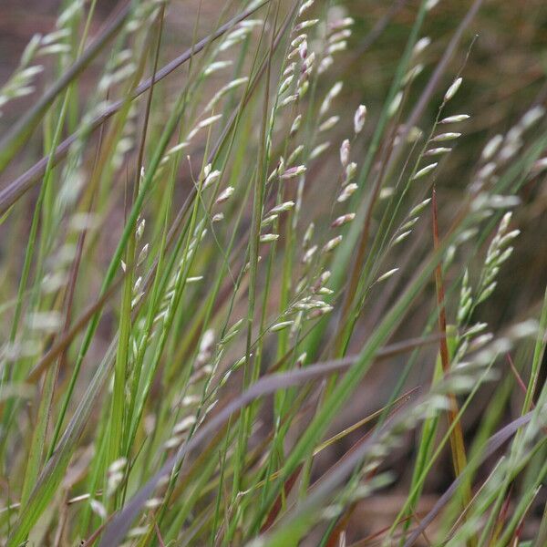 Melica minuta Blomma