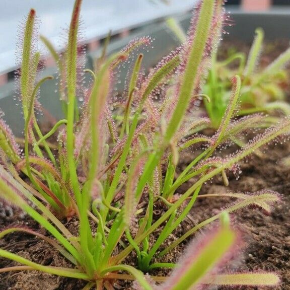 Drosera capensis ᱥᱟᱠᱟᱢ