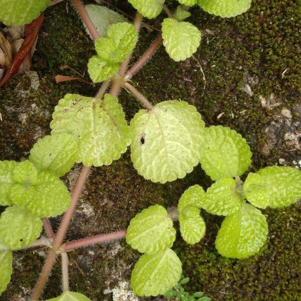 Pilea nummulariifolia Lehti