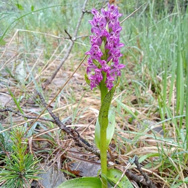 Dactylorhiza incarnata Συνήθη χαρακτηριστικά