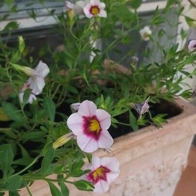 Petunia x hybrida Fleur