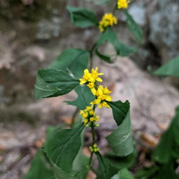 Solidago flexicaulis Flower