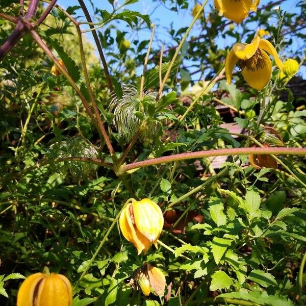 Clematis tangutica Žiedas