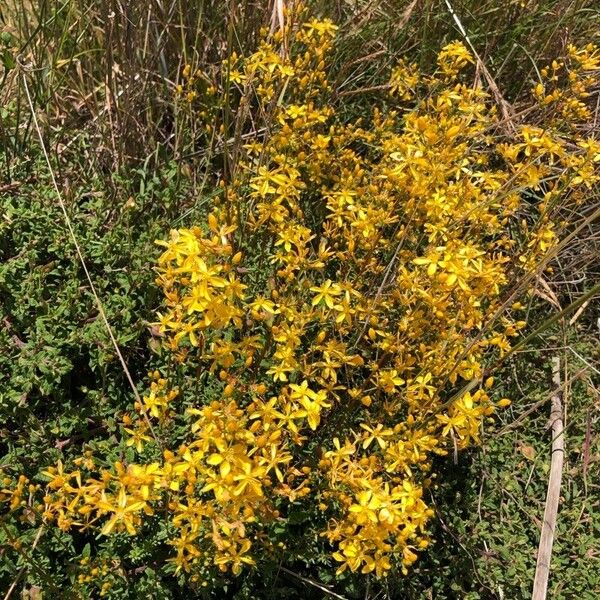 Hypericum empetrifolium Flower