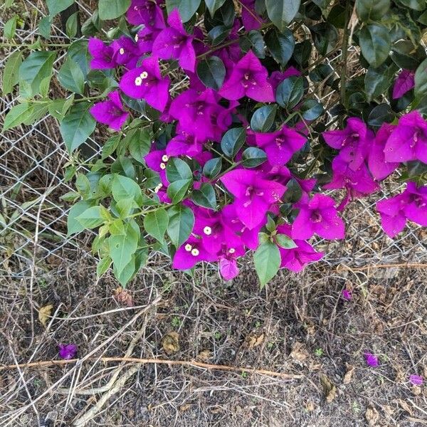 Bougainvillea glabra Flower