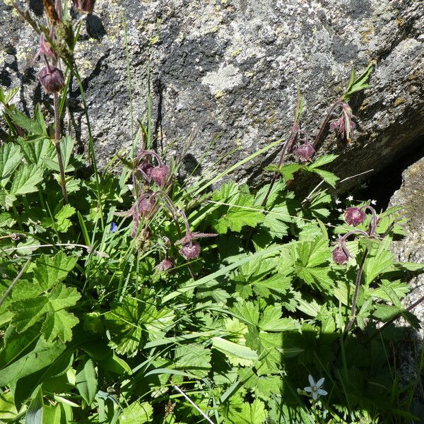 Geum rivale ᱛᱟᱦᱮᱸ