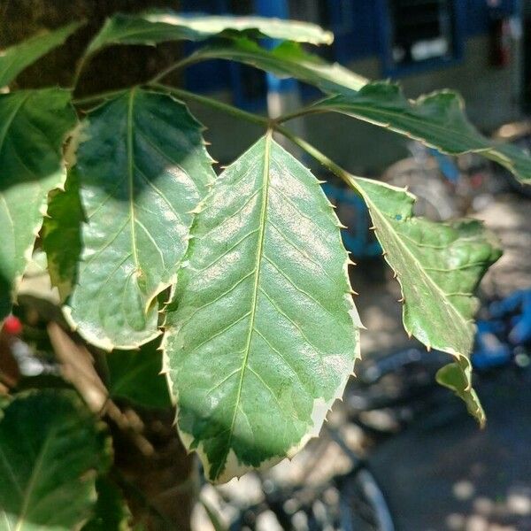 Polyscias guilfoylei Leaf