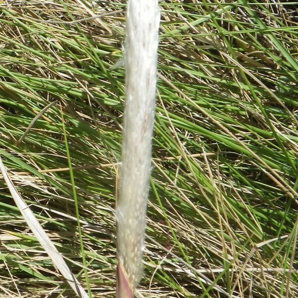 Imperata cylindrica Flors