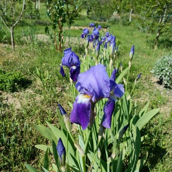 Iris × germanica Bloem