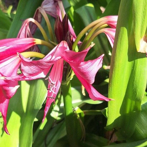 Crinum × powellii Blomma