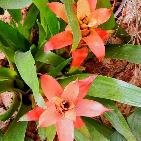 Guzmania lingulata Leaf