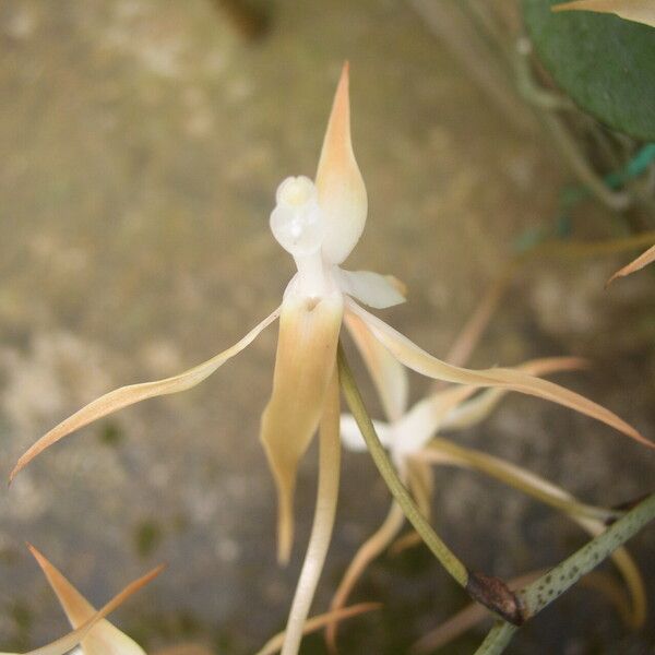 Aerangis bouarensis 花