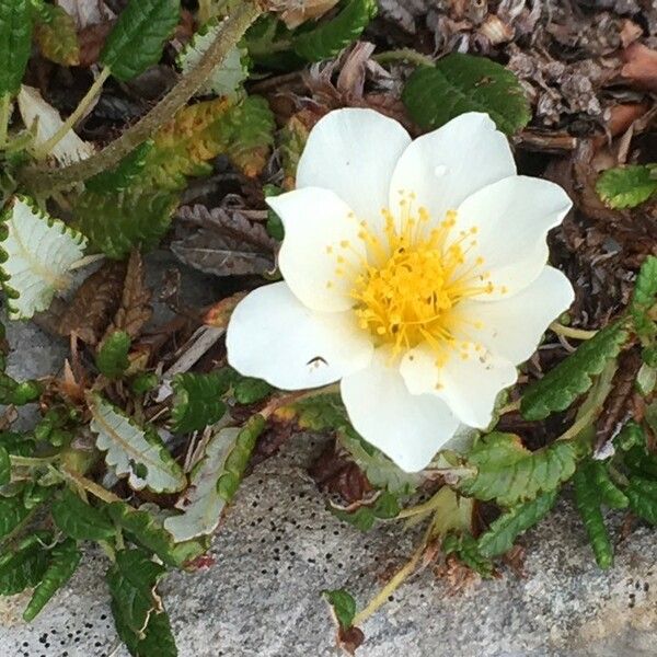 Dryas octopetala Flor