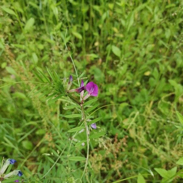 Vicia sativa Floare