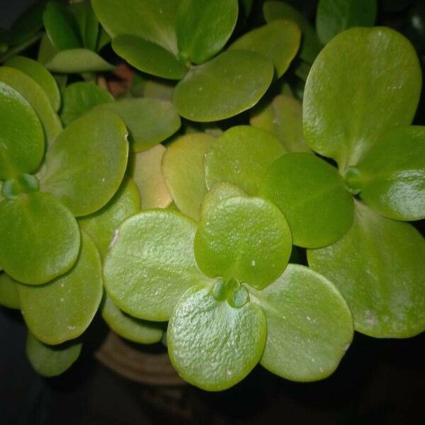 Crassula multicava Blad