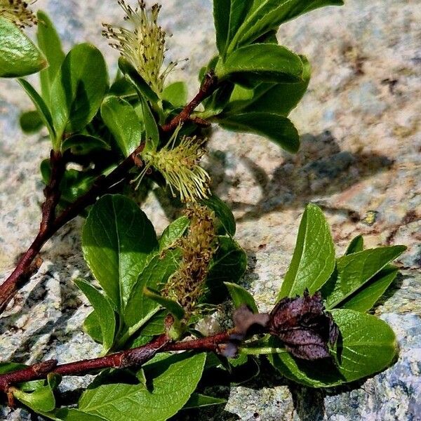 Salix myrsinifolia Folha