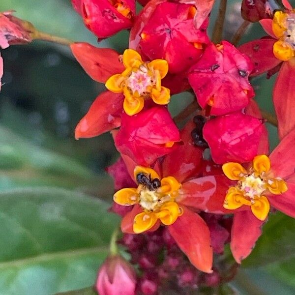 Asclepias curassavica Flower